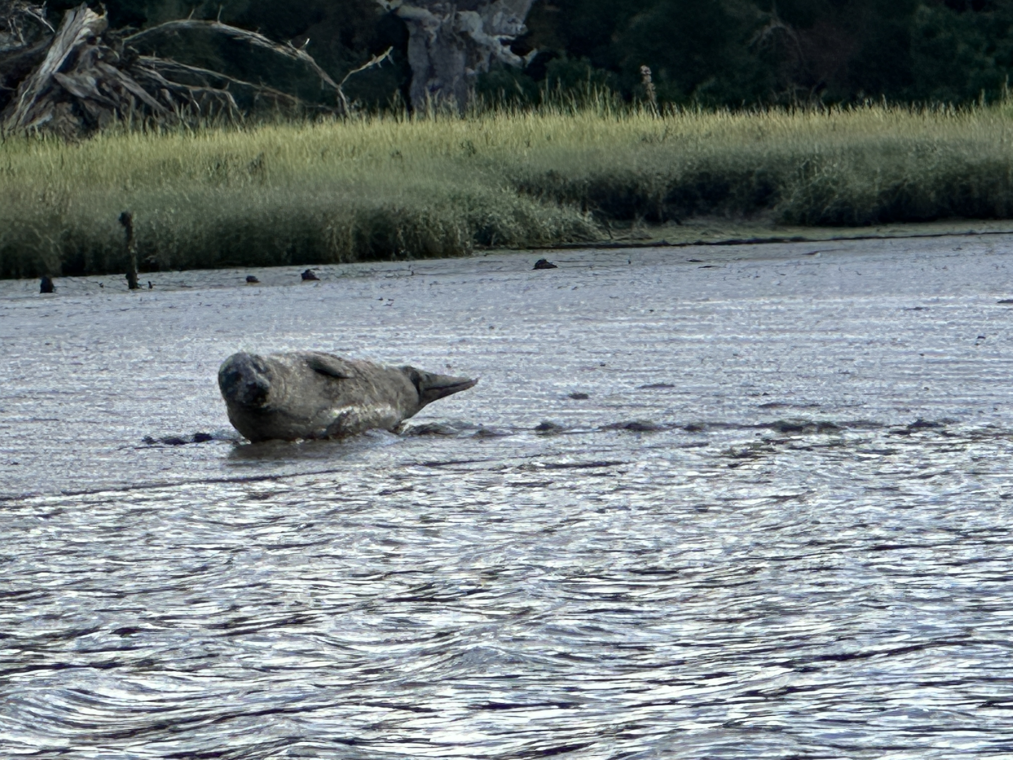 seal photo